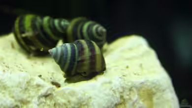 Taia naticoides im Aquarium halten