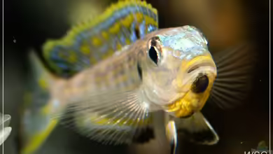 Tanganjican horizon von wolf87