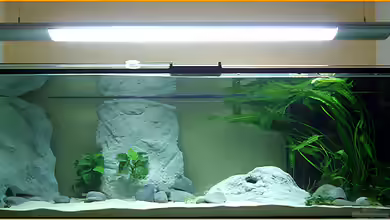 Tanganjika - es war einmal... von Bambarsch