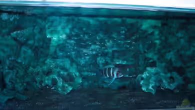 Tanganjika - Habitatnachbildung - von Hanno K