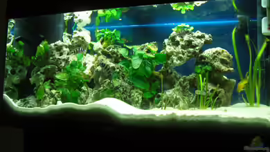 Tanganjika 200L von Benjamin Heinemeyer