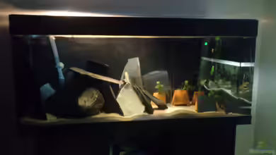 Tanganjika 240l von Flipper