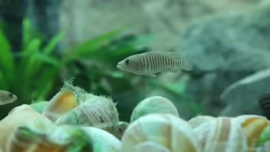 Tanganjika 350Liter Gemeinschaft von fisch