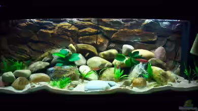 Tanganjika 375 l von Ollinger