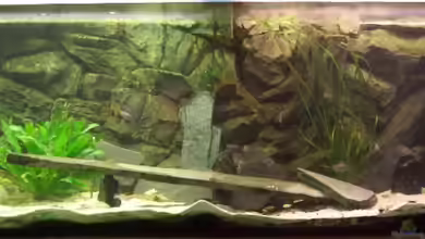 Tanganjika (aufgelöst) von Padrona