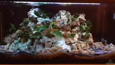 Tanganjika Becken (nur noch als Beispiel) von similis