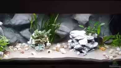 Tanganjika-Becken von Shayla