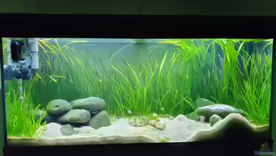 Tanganjika Biotop von Matt Bros