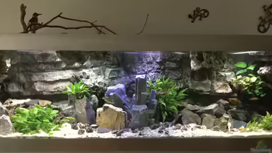 Tanganjika Cavern von Steffi66