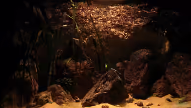 Tanganjika Felszone von Malawigo