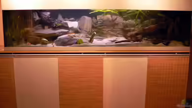 Tanganjika-Gesellschaft (nicht mehr in Betrieb) von Baeltes