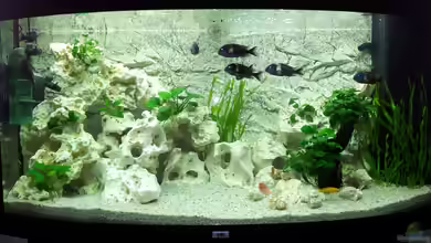 Tanganjika Gesellschaft von AndreLeipzig