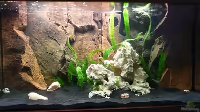 Tanganjika Gesellschaftsbecken von Stefan S.z