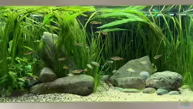 Tanganjika Gesellschaftsbecken von Alarich