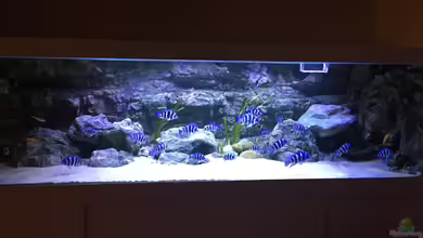 Tanganjika Höhle von Duni