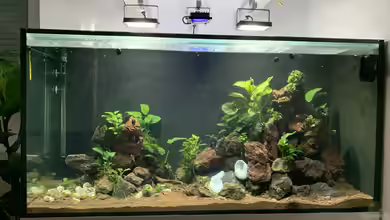 Tanganjika mal anders von KLu_69