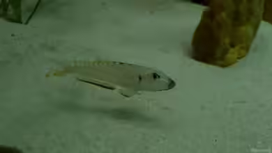 Tanganjika Neuanfang von Delta