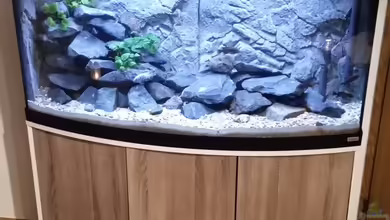 Tanganjika Pfütze von DomDom