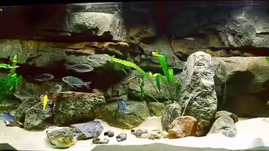 Tanganjika seit 2008 von Georg Botz