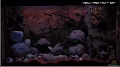 Tanganjika SHELL´S ROCK (aufgelöst) von ***ELLIS***