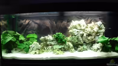 Tanganjika-sofapirat von sofapirat