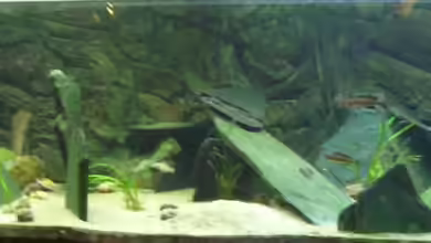 Tanganjika Tank (aufgelöst) von Padrona