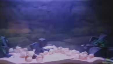 Tanganjika Übergangszone von Daniel Kastner