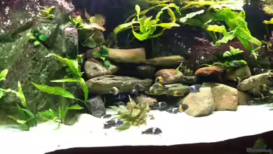 Tanganjika zu Hause von Thomas Nohr