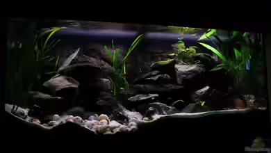 Tanganjika von Thimo Schneider