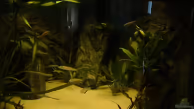 Tanganjika von xAquix