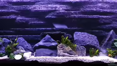 Tanganjika von Jan Reiners