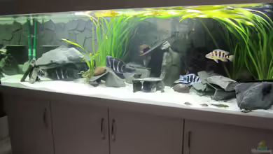 Tanganjika von Patrick K.