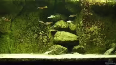 Tanganjikabecken - groß von Alex Stark