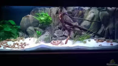 Tanganjikabecken mit selbstgebauter Rückwand von Trooper