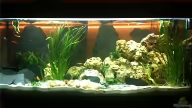 Tanganjikasee von René Cremer