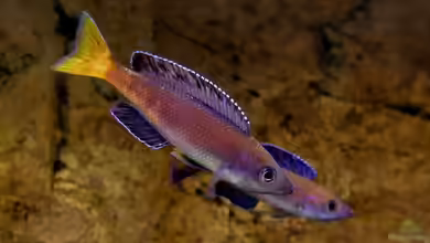 Tanganjikatümpel 2.0 von axolotl