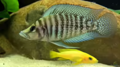 Tanganjikatümpel (Nur noch als Beispiel) von axolotl