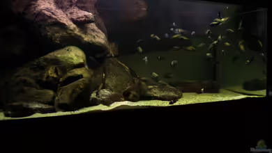 Tanganyika 720 CZ von martin4ever