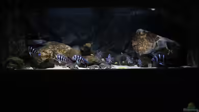 Tanganyika Deepwaters 2 von Björn (Slavi)