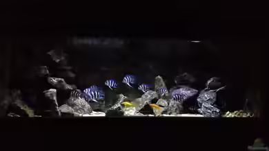 Tanganyika Deepwaters von Björn (Slavi)