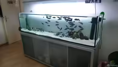 Tanganyika-Lakeside von Akula