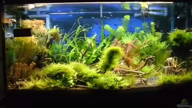 Tantris von Sailfish