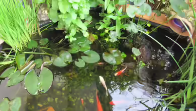 TEICH 30176 von Muschelherz