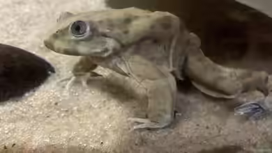 Telmatobius culeus im Terrarium halten