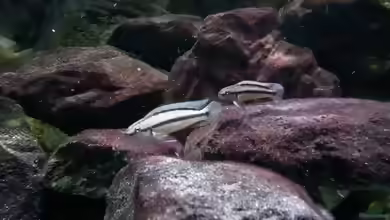 Telmatochromis: Kleine Charakterbuntbarsche aus dem Tanganjikasee