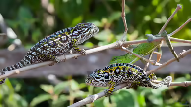 Teppichchamäleon: Furcifer lateralis im Terrarium halten