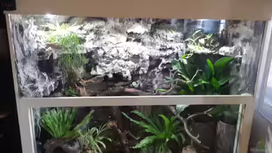 Terrarium für Gekko gekko von Tobias Seiffert