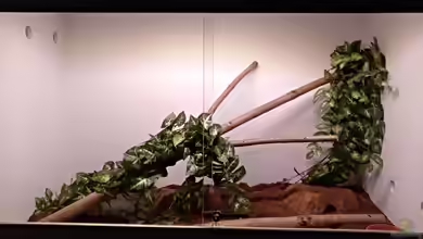 Terrarium von Gregor