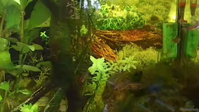 Tetra Tec von beewee