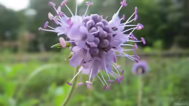 Teufelsabbiss im Garten pflanzen